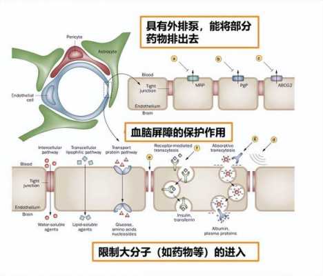 什么能通过血脑屏障代谢