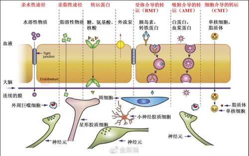 什么能通过血脑屏障代谢