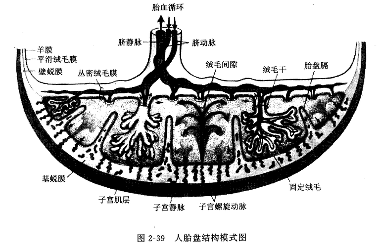 流出蜕膜组织说明什么_流出蜕膜组织说明什么意思