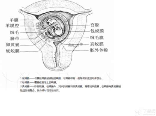 流出蜕膜组织说明什么_流出蜕膜组织说明什么意思