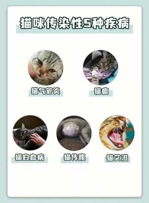 猫会得什么病,猫会得什么病导致死亡 