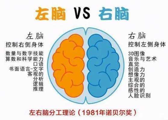 人的左右脑分别负责什么功能 人的左右脑分别负责什么