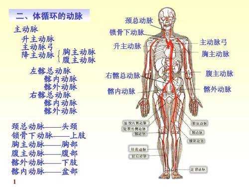 动脉在什么地方（动脉在什么地方 越具体越好）