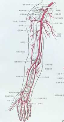 动脉在什么地方（动脉在什么地方 越具体越好）