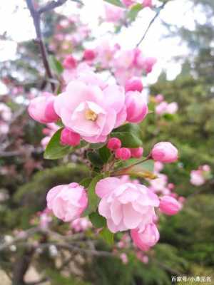 海棠花什么季节开花,海棠花什么季节开花适合北方种植 